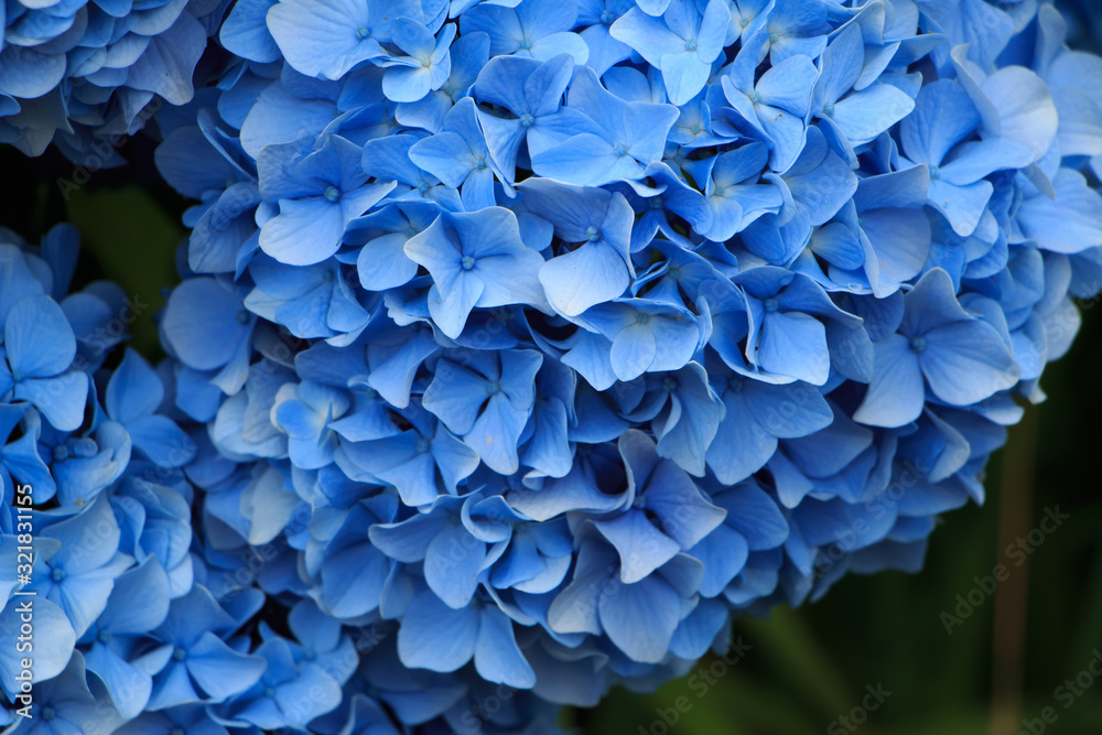 hydrangea flowers in Japan Toyama hydrangea flowers in Japan Toyama
