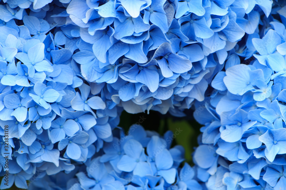 hydrangea flowers in Japan Toyama hydrangea flowers in Japan Toyama