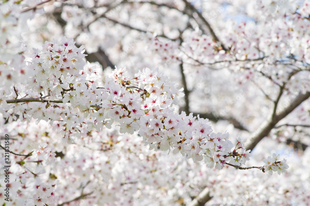 Scientific name is Cerasus ×yedoensis (Matsum.) Masam. & Suzuki ‘Somei-yoshino. Scientific name is Cerasus ×yedoensis (Matsum.) Masam. & Suzuki ‘Somei-yoshino.