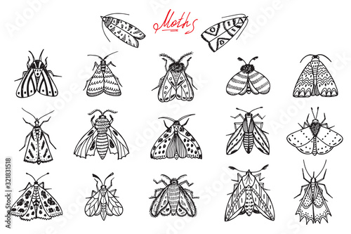Night moths. Hand drawn doodle moth vector set