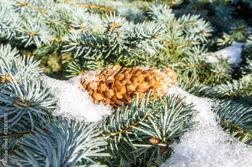 Coniferous twig with needles in the snow and a cone close-up