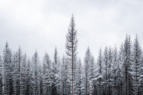 Schnee im Harz