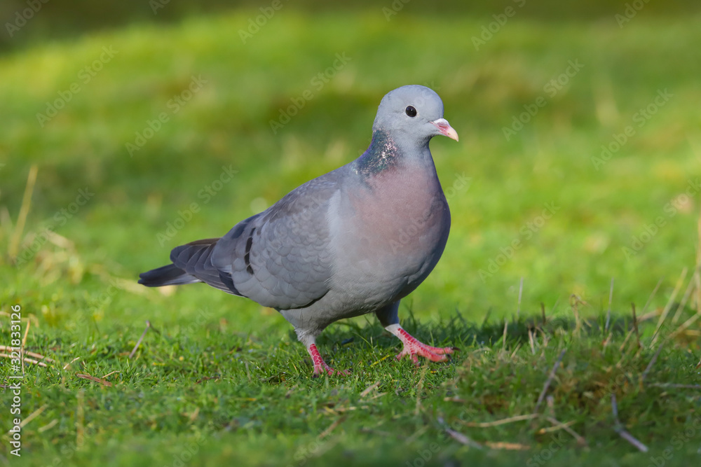 Close up of a Stock Dove (Columba oenas). Taken at my local nature reserve in Cardiff, Wales, UK Close up of a Stock Dove (Columba oenas). Taken at my local nature reserve in Cardiff, Wales, UK