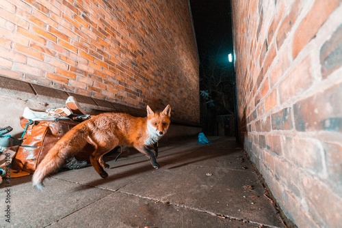 Urban Fox London © Lutz