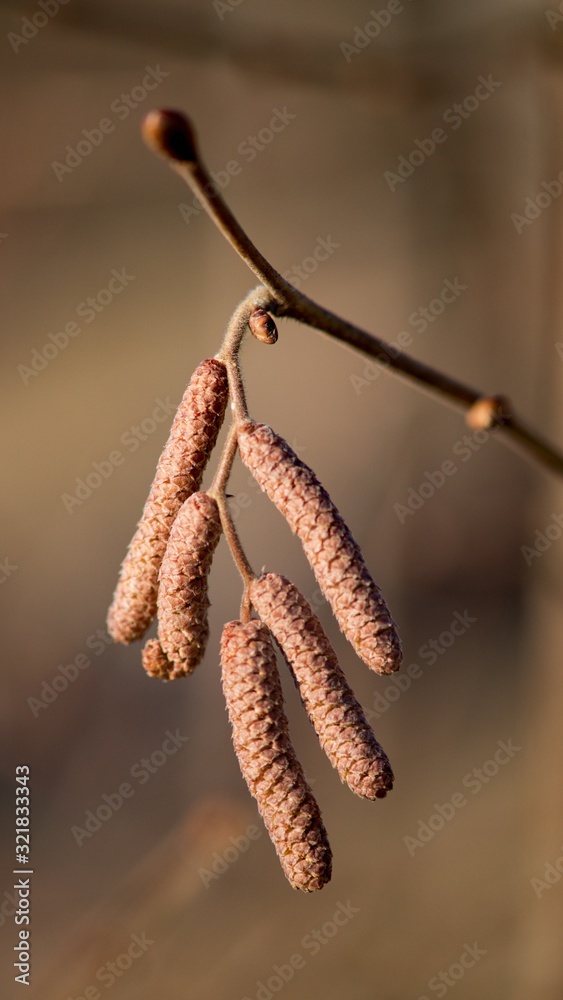 Brown (or also amentum) is an inflorescence, where sessile flowers are crowded on a spindle. Brown (or also amentum) is an inflorescence, where sessile flowers are crowded on a spindle.