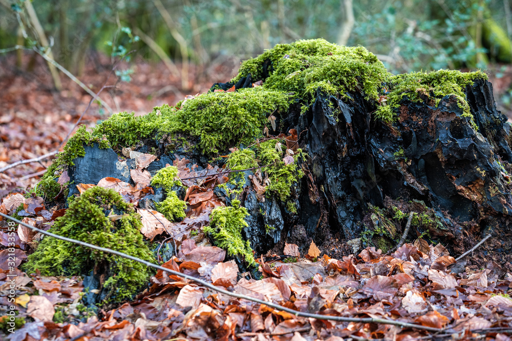 Obraz premium Grünes Moos an einem Baum im Wald