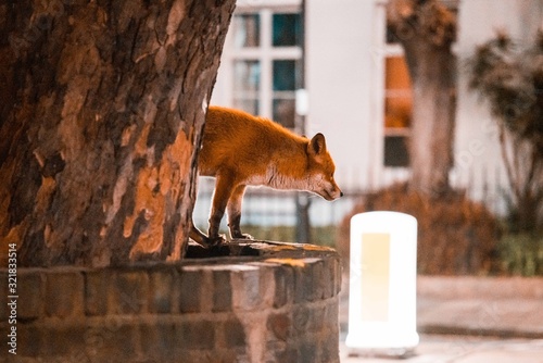 Urban Fox London