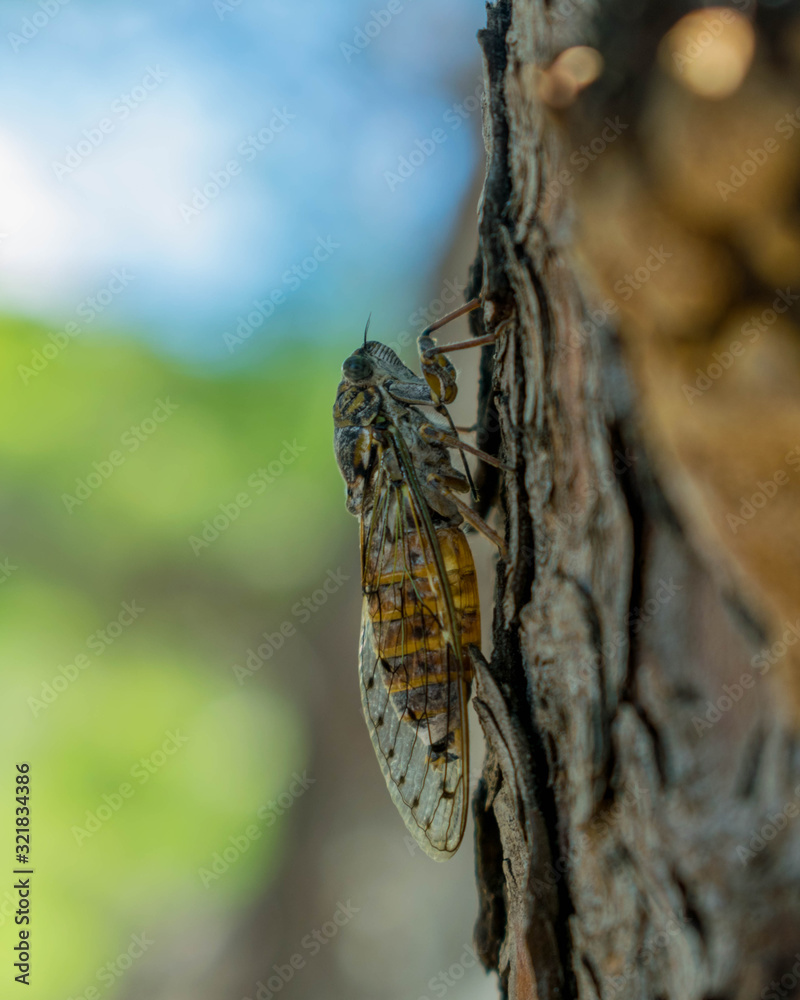 Cicada on a tree Cicada on a tree