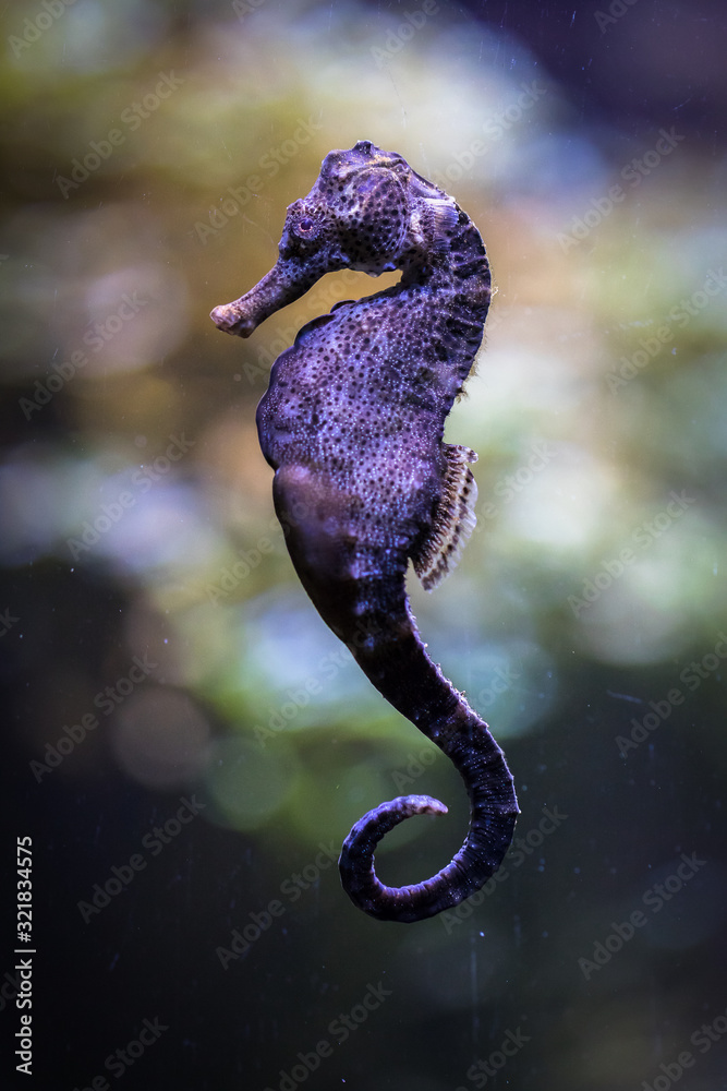 custom made wallpaper toronto digitalColorful seahorse swimming under water. Closeup.