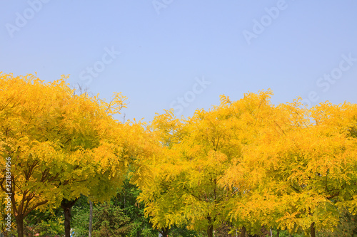 Chinese scholar tree in the blue sky