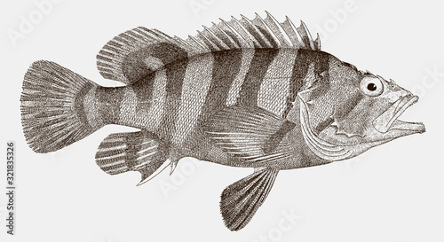 Treefish sebastes serriceps, a venomous fish from the eastern central pacific ocean in side view