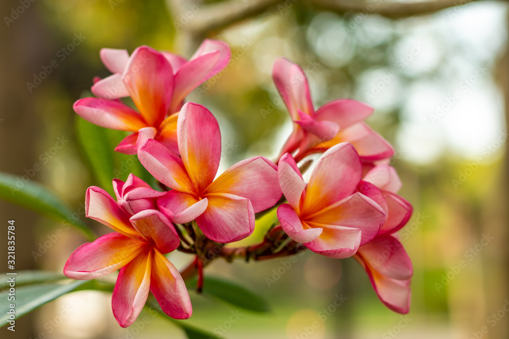 Close up of pink Frangipani flowers. Blossom Plumeria flowers on natural blurred background. Flower background for wedding decoration.