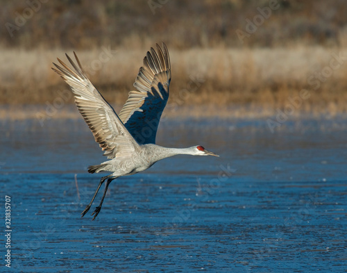 Sandhill Crane in flight 