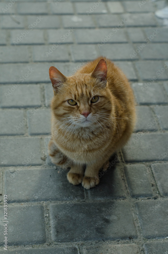 The cat walks along the street. Street cat. The cat is sitting on the fence. Cat by the sea . Red cats. The cat walks along the street. Street cat. The cat is sitting on the fence. Cat by the sea . Red cats.