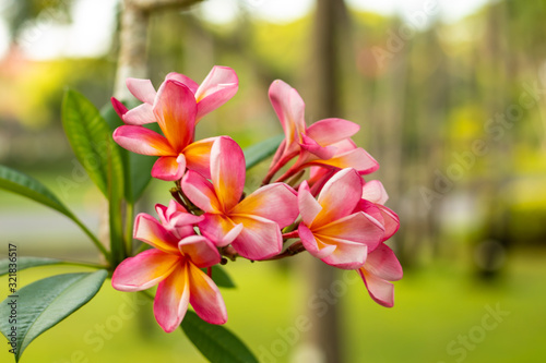 Close up of pink Frangipani flowers. Blossom Plumeria flowers on green blurred background. Flower background for wedding decoration.