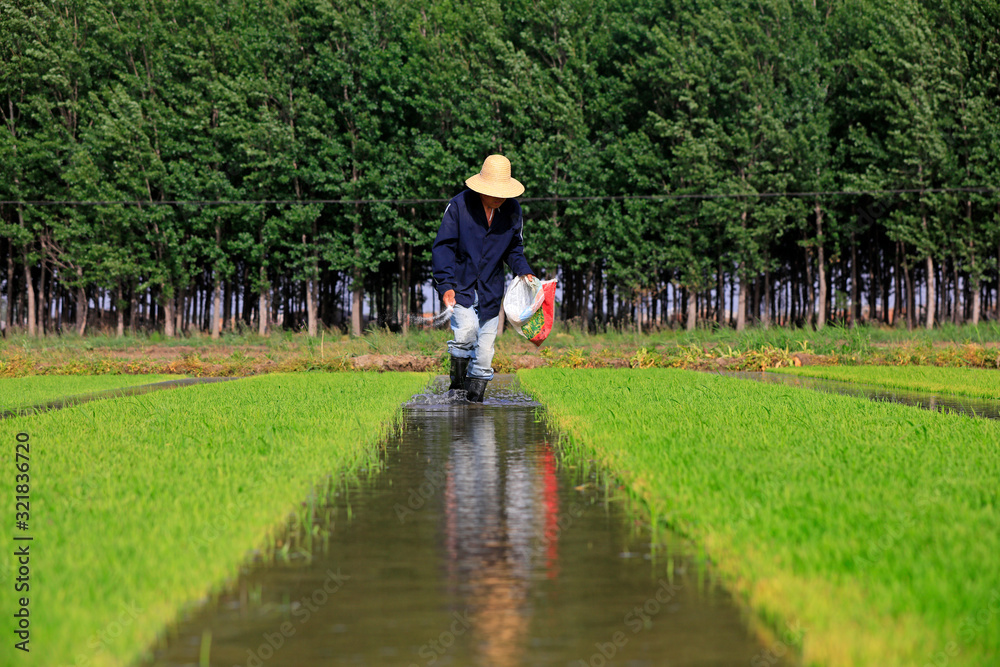 farmers fertilization for rice seedlings,Luannan County, Hebei, China