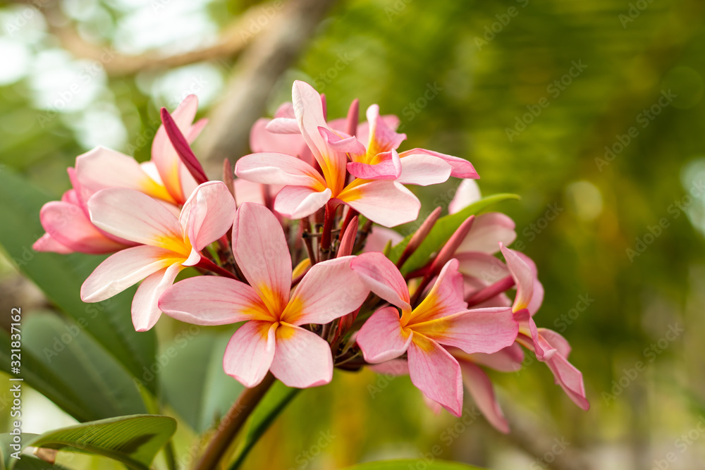 Obraz premium Branch of light pink Frangipani flowers. Blossom Plumeria flowers on green blurred background. Flower background for decoration.