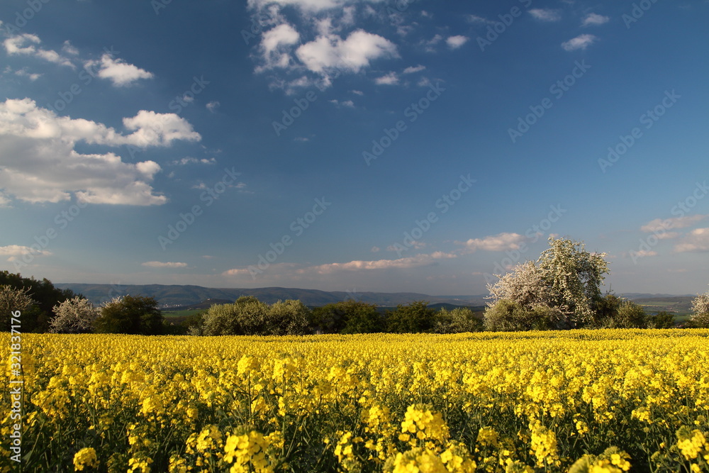 Obraz premium field of oilseed rape
