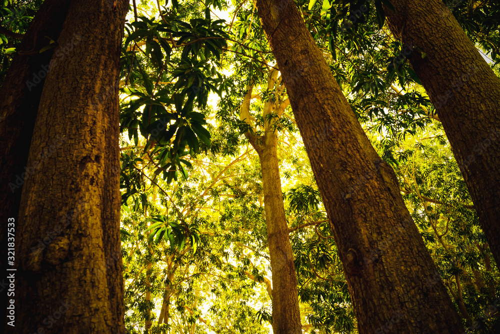 Fototapeta premium Green trees in a garden