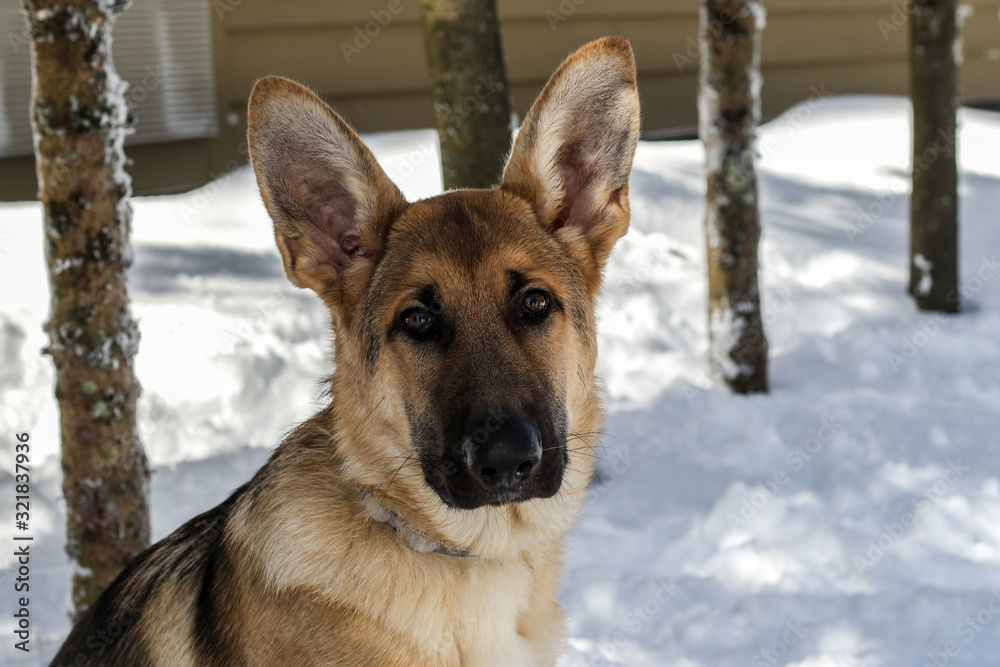 Beautiful purebred German Shepherd Puppy 5 months old Beautiful purebred German Shepherd Puppy 5 months old