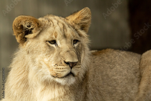 Portrait of a Lioness