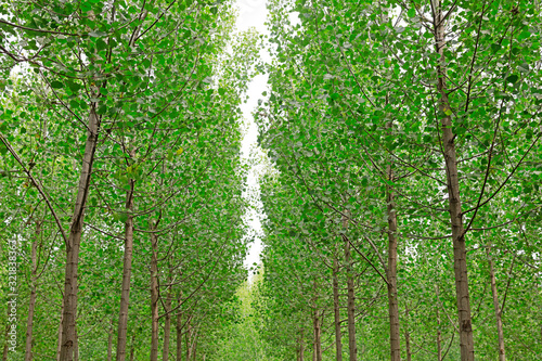 natural scenery of the poplar forest