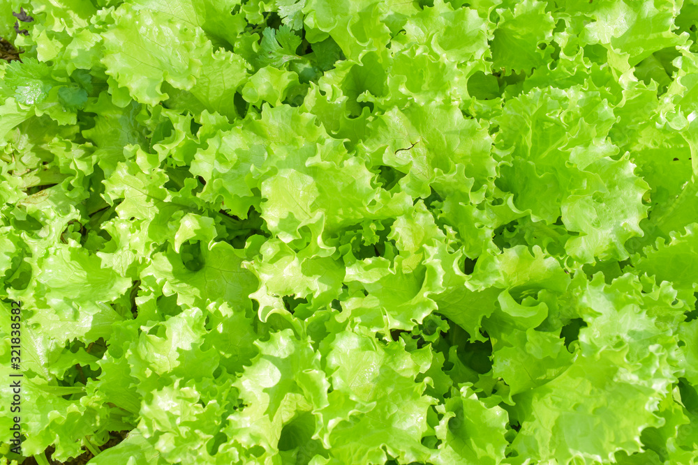 close up of fresh green lettuce salad leaves. Salad texture background. close up of fresh green lettuce salad leaves. Salad texture background.