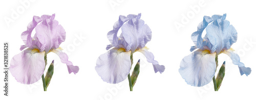 Set of three iris flowers  pink  blue  lilac  isolated on a white background.