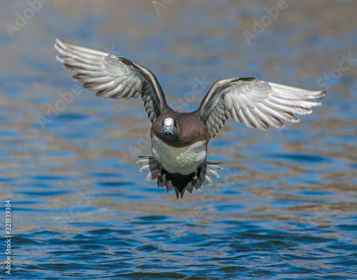 American Wigeon landing in the water