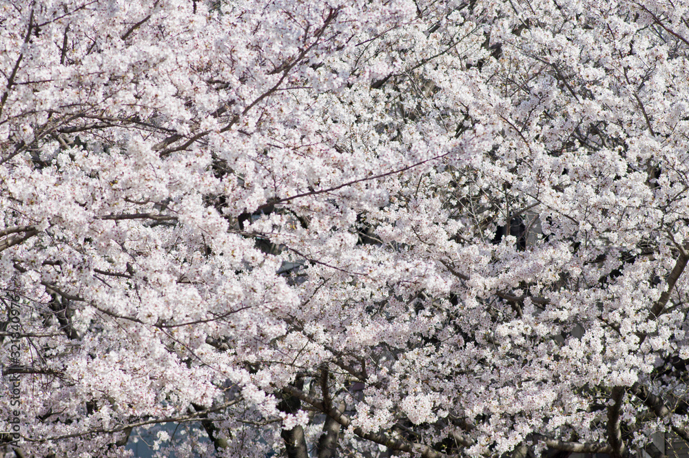 Cherry blossoms in full bloom.Scientific name is Cerasus ×yedoensis (Matsum.) Masam. & Suzuki ‘Somei-yoshino. Cherry blossoms in full bloom.Scientific name is Cerasus ×yedoensis (Matsum.) Masam. & Suzuki ‘Somei-yoshino.