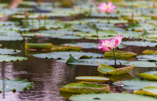 Pink lotus flower in the lotus pond