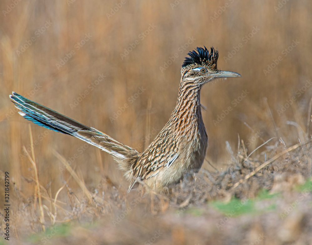 Roadrunner Roadrunner