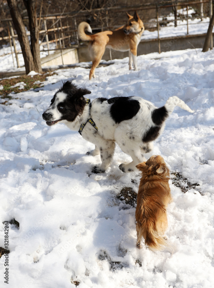 Group of dogs playing in the snow. Chihuahua, a Bulgarian shepherd dog and a no breed dog