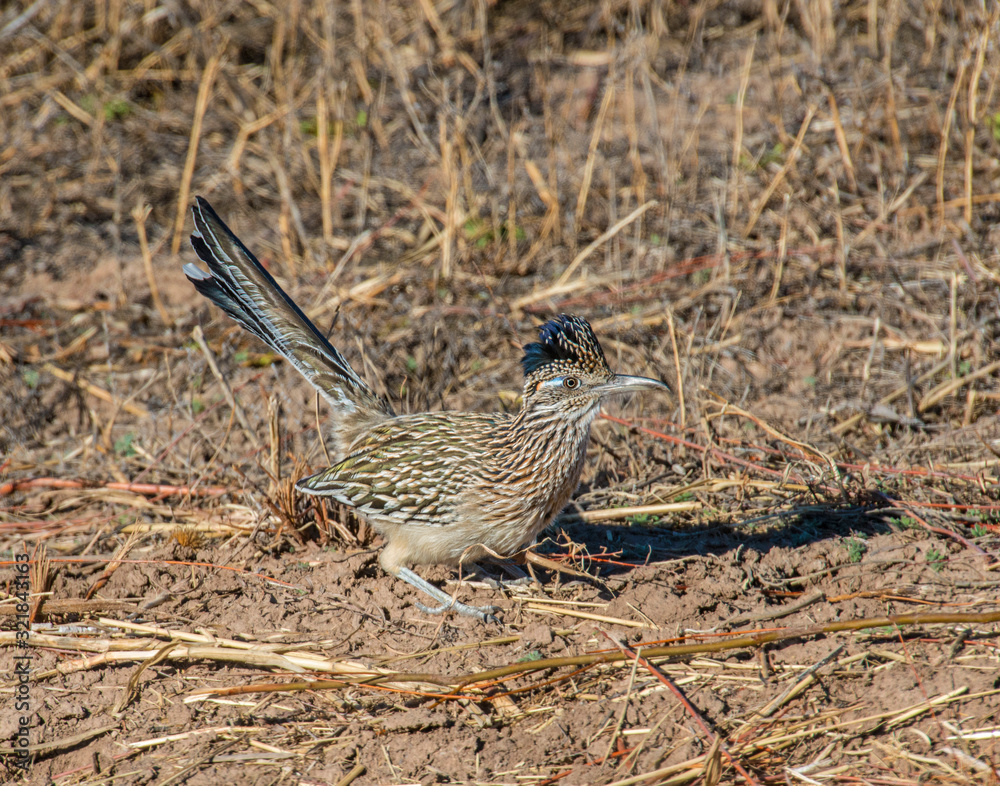 Roadrunner Roadrunner