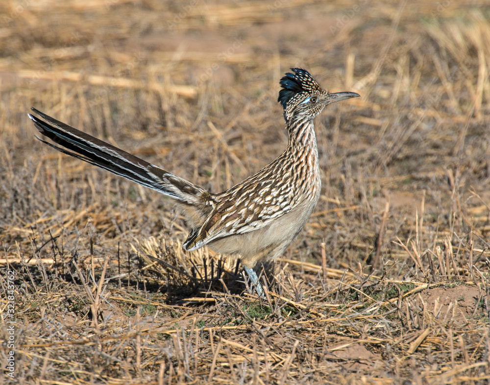Roadrunner Roadrunner