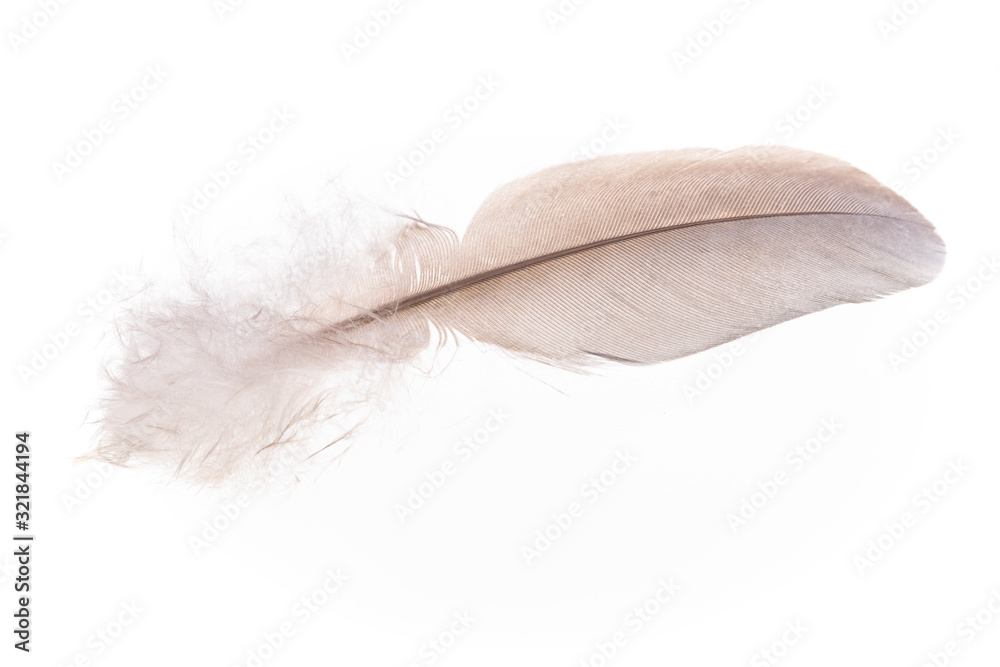 Fluffy feather close-up on white background. Fluffy feather close-up on white background.