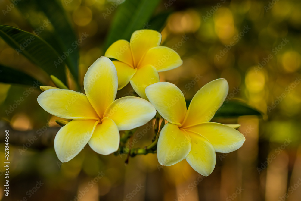 Close up of white and yellow Frangipani flowers. Blossom Plumeria flowers on natural blurred background. Flower background for decoration. Close up of white and yellow Frangipani flowers. Blossom Plumeria flowers on natural blurred background. Flower background for decoration.