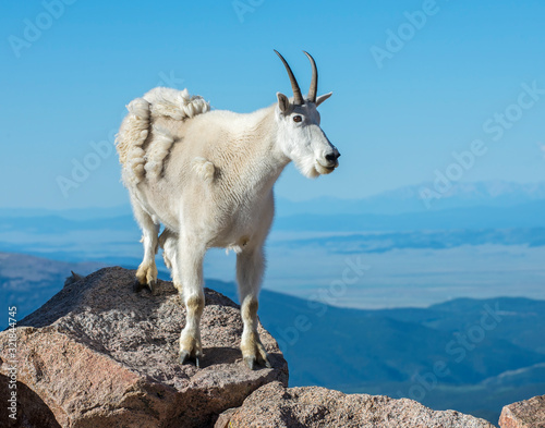 Mountain Goat in the Rockies