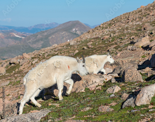 Mountain Goat in the Rockies