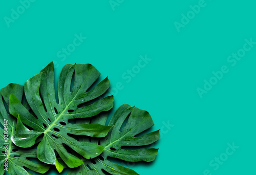 Window-leaf Monstera obliqua Plum Blossom (Miq.) Walp. 'Expilata' back separating from the backdrop clipping part photo