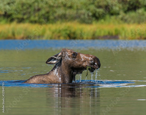 Cow Moose in the water