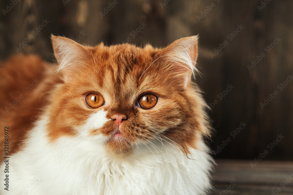  Fluffy ginger cat on a wooden background copy space. Red Scottish kitten.