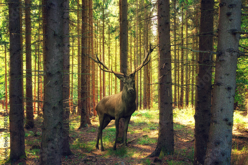 Ein großer Hirsch mit Geweih steht im frühlingshaften Wald