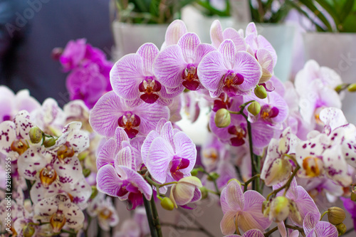 Beautiful multicolored phalaenopsis orchid in flowers.   olorful Orchid flowers at a flower show