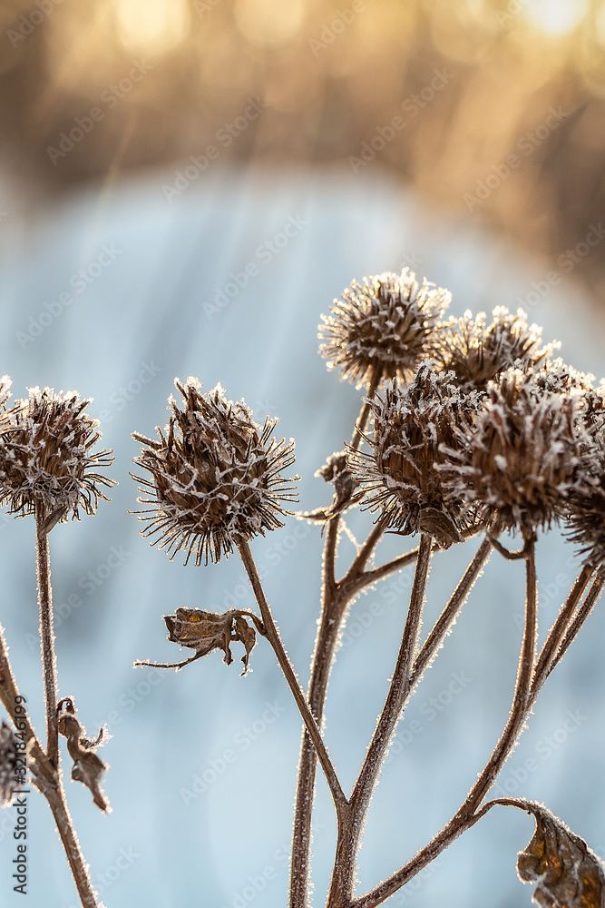 Group of orange prickly fruits of burdock Arctium with frost on the top is on a beautiful blue and orange background with bokeh light in winter Group of orange prickly fruits of burdock Arctium with frost on the top is on a beautiful blue and orange background with bokeh light in winter