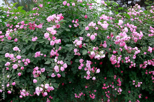 Roses in the botanical garden