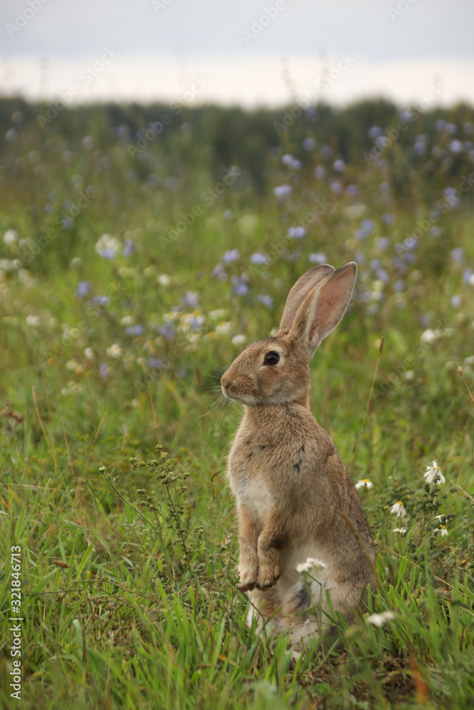 Gray rabbit stands on its hind legs in a flowering summer meadow