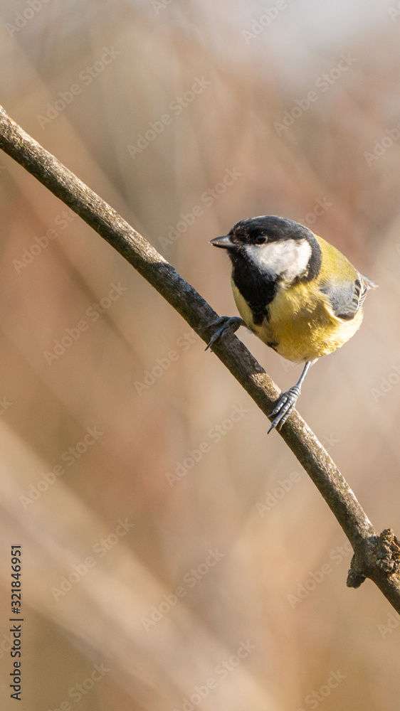 Fototapeta premium Great tit with a brown background