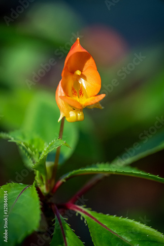 A bright orange impatiens auricoma x bicaudata with a blurred green background photo