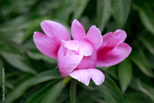 Paeonia lactiflora Pall in botanical garden